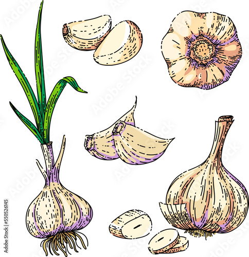 garlic food set sketch hand drawn vector vegetable spice, cooking herb, organic plant vintage color line illustration