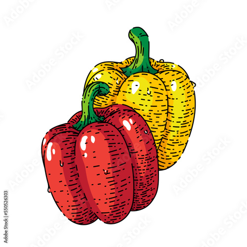 bulgarian pepper sketch hand drawn vector red yellow paprica, sweet capsicum, hot vegetable food vintage color line illustration