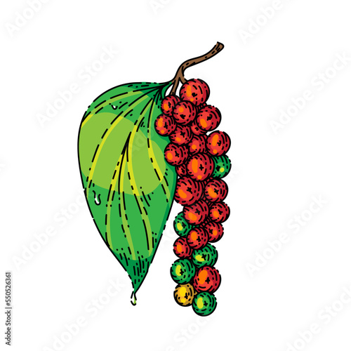 peppercorn pepper branch sketch hand drawn vector leaf plant, nigrum piper, fresh spice, black corn vintage color line illustration
