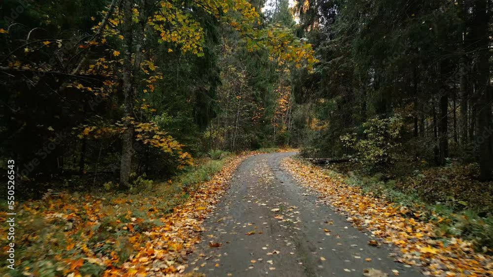 Passing through the road in the middle of the trees in the forest with lots of leaves on the ground in Estonia Passing through the road in the middle of the trees in the forest with lots of leaves on the ground in Estonia
