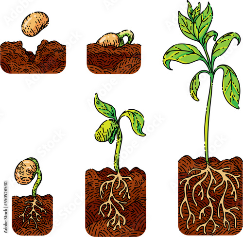 plant gtowth set sketch hand drawn vector tree sprout, seed soil, small leaf vintage color line illustration