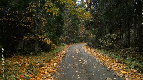 Wallpaper Mural Passing through the road in the middle of the trees in the forest with lots of leaves on the ground in Estonia Torontodigital.ca