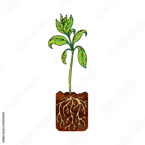 mature plant sketch hand drawn vector seeding leaf, garden growth, agriculture sprout