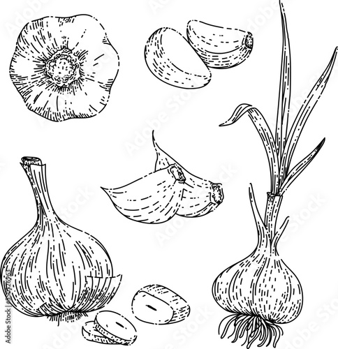 garlic food set sketch hand drawn vector vegetable spice, cooking herb, organic plant vintage black line illustration