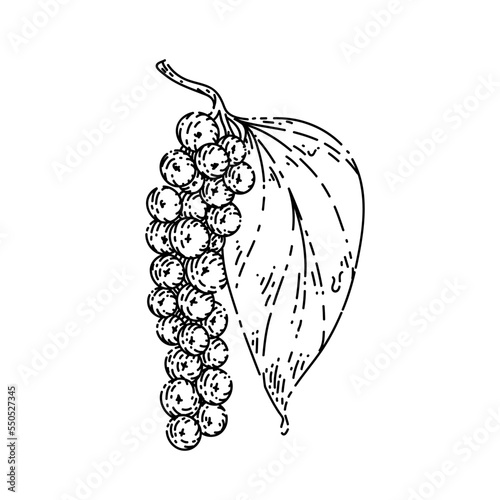 peppercorn pepper branch sketch hand drawn vector leaf plant, nigrum piper, fresh spice, black corn vintage black line illustration