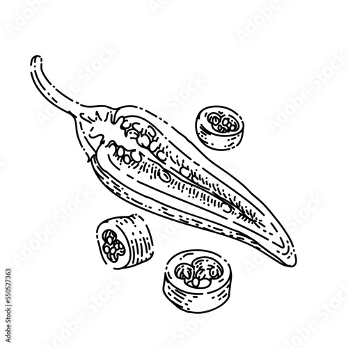 sliced chili pepper sketch hand drawn vector hot slice, spicy food, cut red vegetable vintage black line illustration