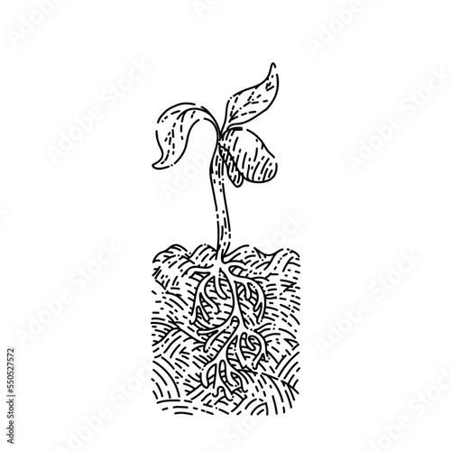 plant leaves appeared sketch hand drawn vector green foliage, tree brancj, spring organic sprout, flower nature