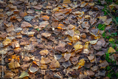 hojas en otño caidas en el suelo con colores terrosos