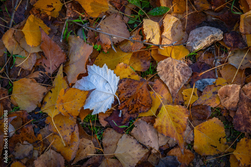 hojas en ot  o caidas en el suelo con colores terrosos