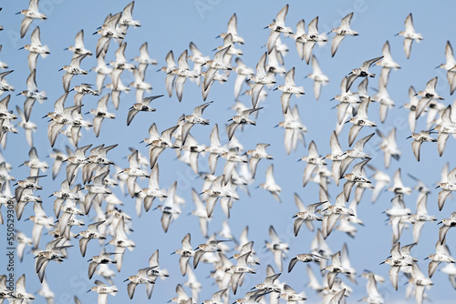 ハマシギの群飛 (dunlin) photo