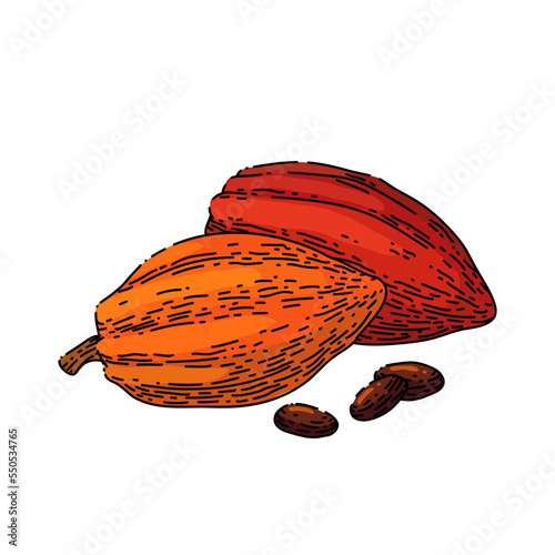 chocolate cocoa hand drawn vector. cacao chocolate, plant tree, fruit pod, seed leaf chocolate cocoa sketch. isolated color illustration