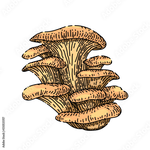 pleurotus mushroom hand drawn vector. autumn group, vegeterian organic food pleurotus mushroom sketch. isolated color illustration