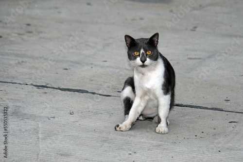 black and white cat