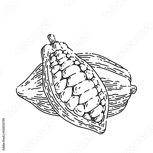 chocolate cocoa hand drawn vector. cacao chocolate, plant tree, fruit pod, seed leaf chocolate cocoa sketch. isolated black illustration