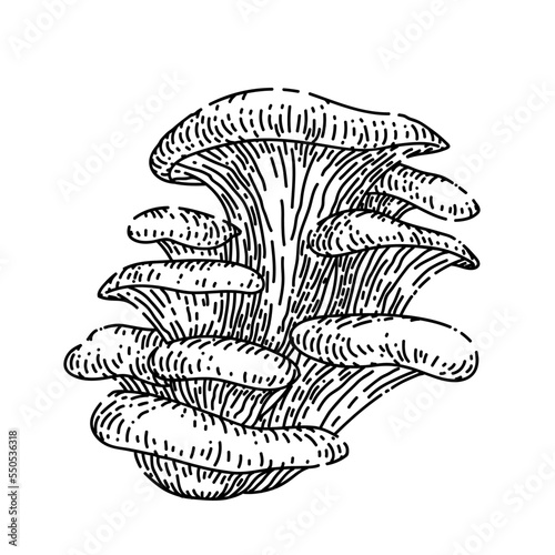 pleurotus mushroom hand drawn vector. autumn group, vegeterian organic food pleurotus mushroom sketch. isolated black illustration