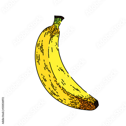 banana fruit hand drawn vector. yellow fresh food, ripe skin, peel tropical one sweet banana fruit sketch. isolated color illustration