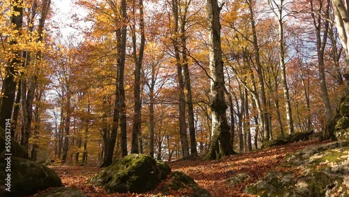 Vetusta beech forest of Cimino mount in autumn. Foliage in Lazio,  Italy photo