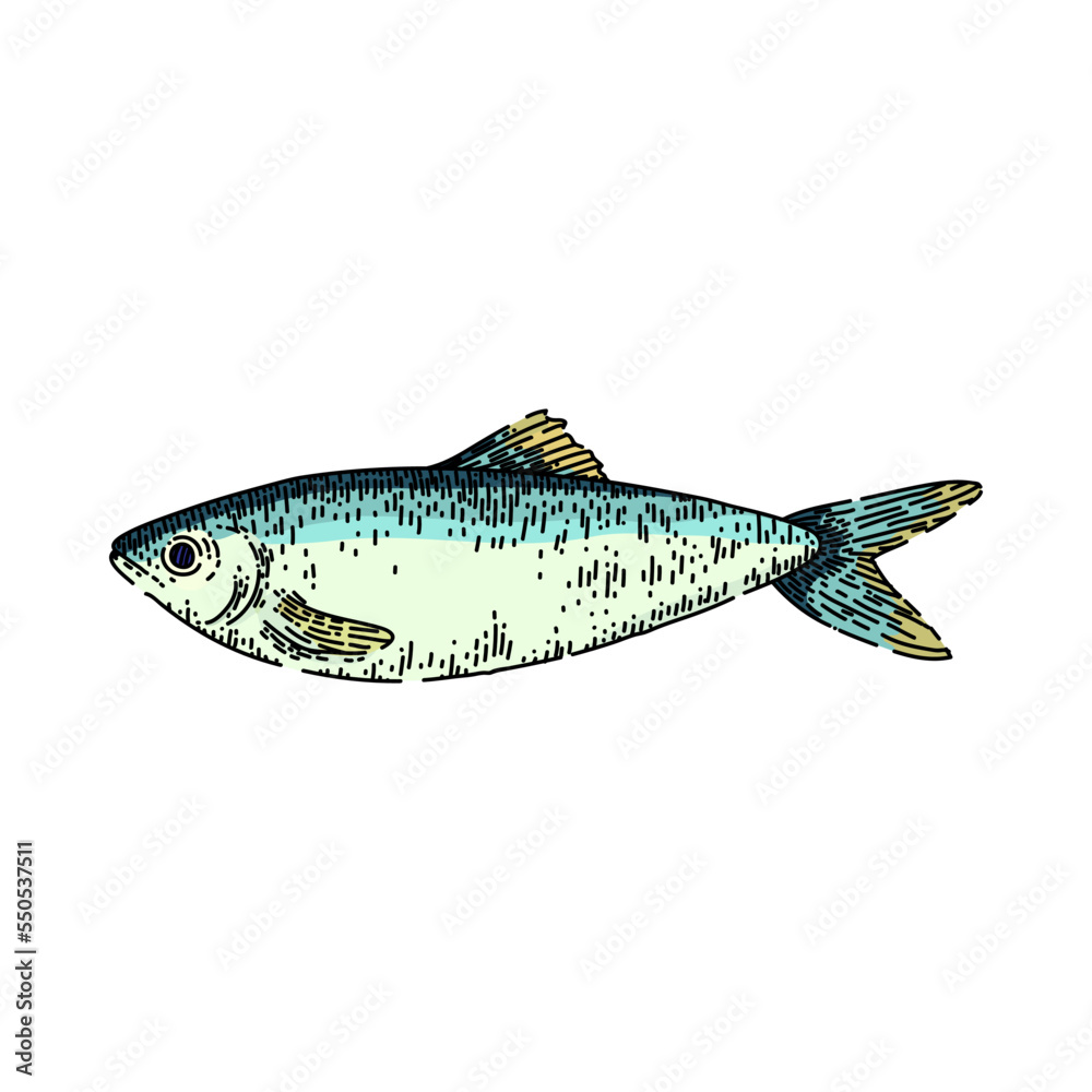 herring fish hand drawn vector. raw sea smoked food, tail underwater