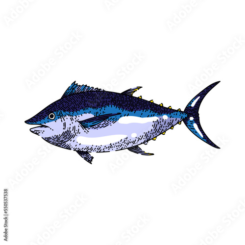 tuna fish hand drawn vector. freash raw, sea food, blue ocean piecem fillet steak tuna fish sketch. isolated color illustration