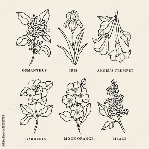 Line art fragrant flowers collection