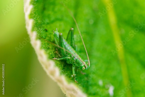 Macro shot of a grasshopper on a green leaf of a plant