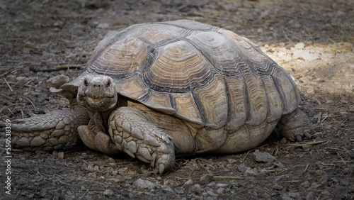 Beautiful terrestrial turtle, Hermann's tortoise photo