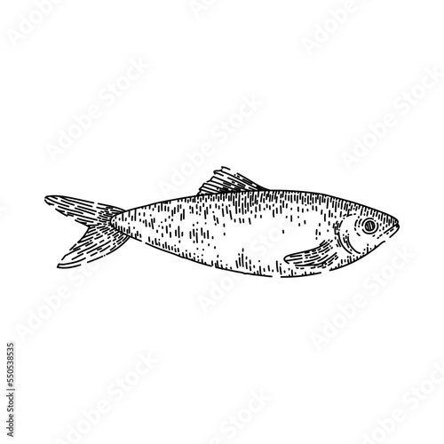 herring fish hand drawn vector. raw sea smoked food, tail underwater atlantic herring fish sketch. isolated black illustration