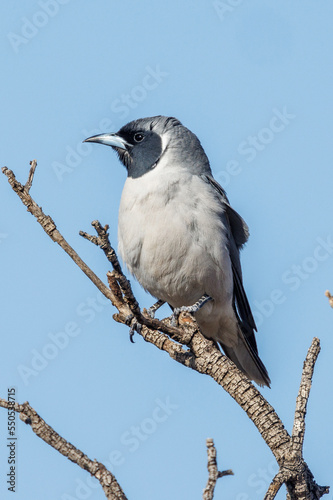 Masked Woodswallow in South Australia © Imogen