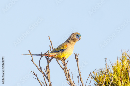 Naretha Bluebonnet in South Australia photo