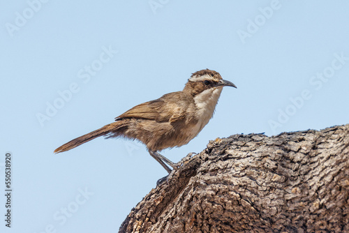 White-browed Babbler in South Australia