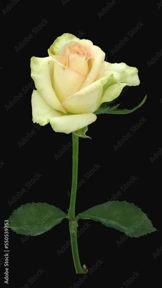 Time lapse of dying white-pink rose with ALPHA transparency channel isolated on black background, vertical orientation Time lapse of dying white-pink rose with ALPHA transparency channel isolated on black background, vertical orientation