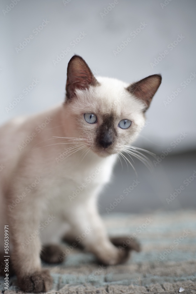 Cute siamese cat in action
