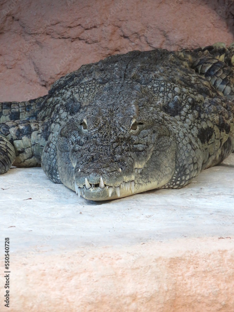 Obraz premium alligator