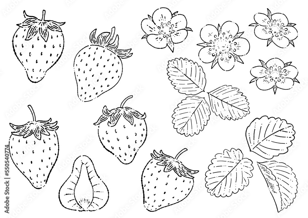 苺の線画イラスト素材 苺の線画イラスト素材