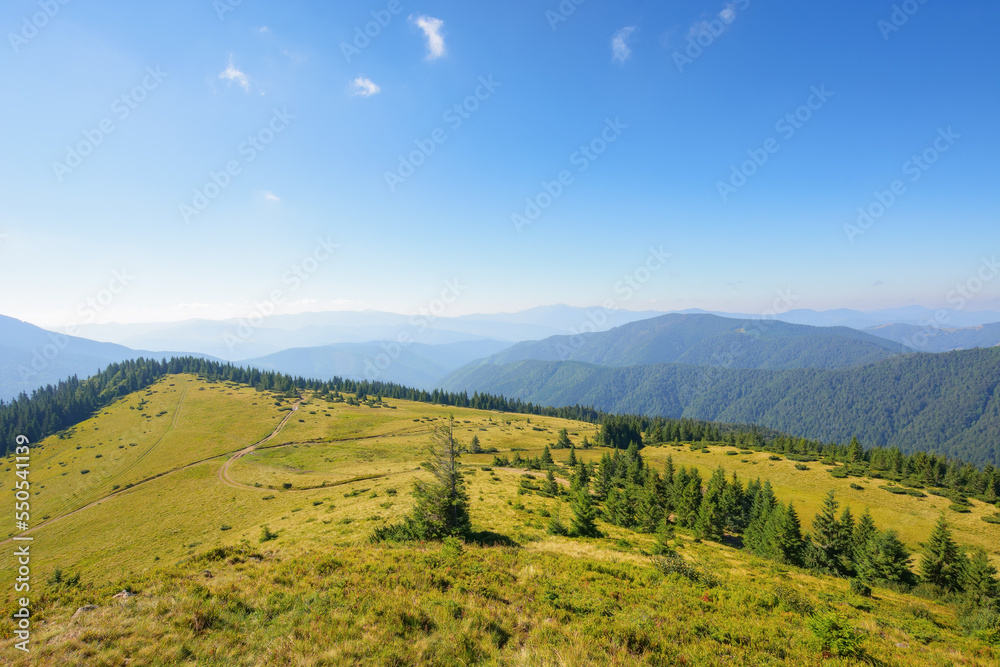 scenic chornohora ridge landscape in summer. beautiful scenery of carpathian mountains with coniferous trees and alpine meadows. travel ukraine