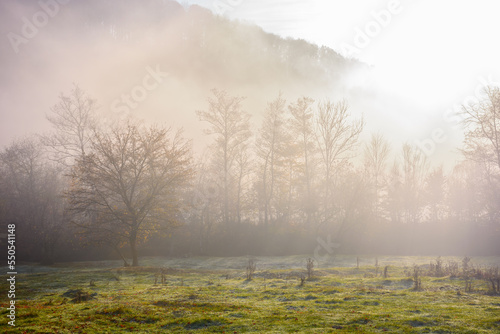 foggy carpathian landscape in morning light. autumnal nature scenery at sunrise. trees behind the grassy pasture in mist. mysterious countryside adventures