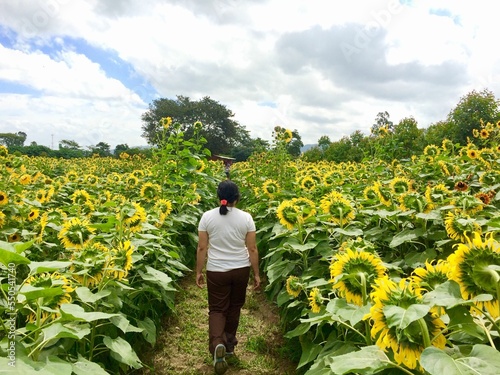Sunflower farm in Esquipulas, Guatemala photo