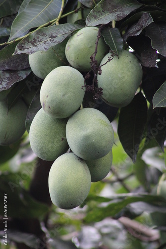 A bunch of fresh green mangoes on the tree