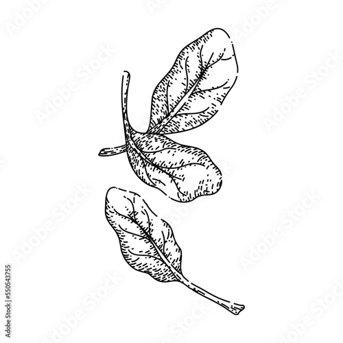 spinach leaf green hand drawn vector. salad fresh, food plant, vegetable leaves, organic bunch, lettuce pile, bowl, meal spinach leaf green sketch. isolated black illustration