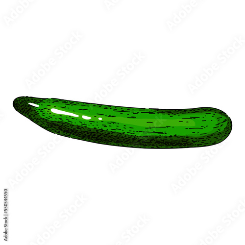 cucumber vegetable hand drawn vector. pickle plant, farm salad, nature leaf, graphic green, health, half flower, spa cucumber vegetable sketch. isolated color illustration