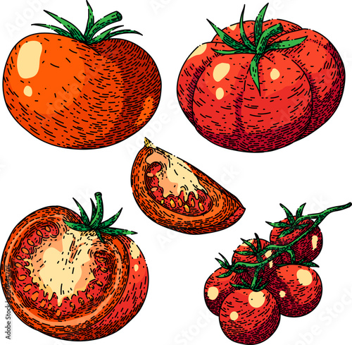 tomato red set hand drawn vector. egetable food, ripe fresh, organic leaf, green raw, plant agriculture cut tomato red sketch. isolated color illustration photo