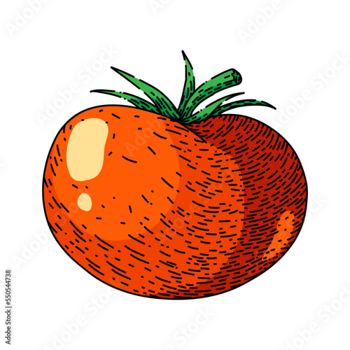 tomato vegetable hand drawn vector. food organic, red ripe fresh, plant garden, nature leaf, green healthy tomato vegetable sketch. isolated color illustration