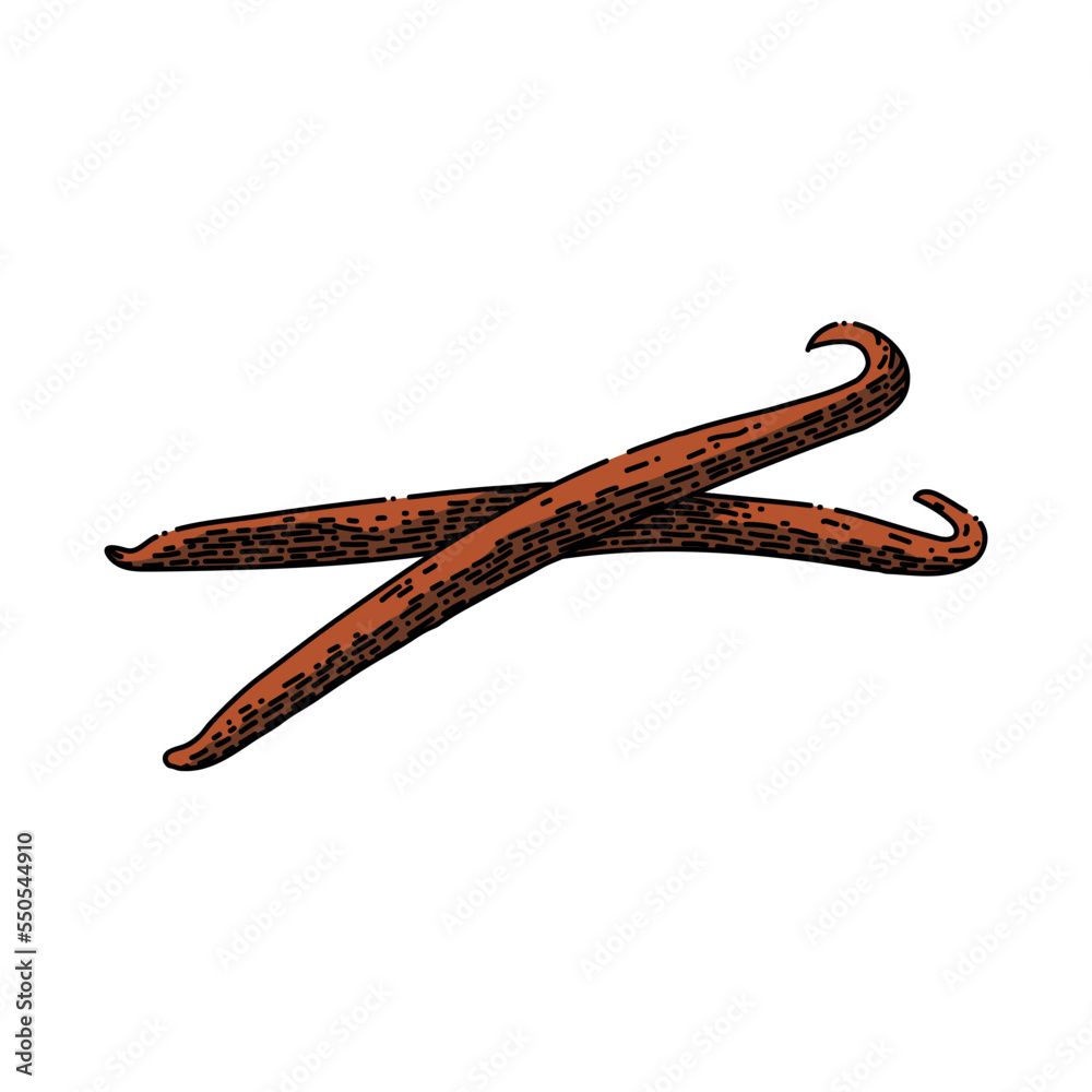 Obraz premium vanilla stick hand drawn vector. flavor ingredient, food white, spice aromatic, aroma pod, bean natural, nature orchid, brown blossom vanilla stick sketch. isolated color illustration