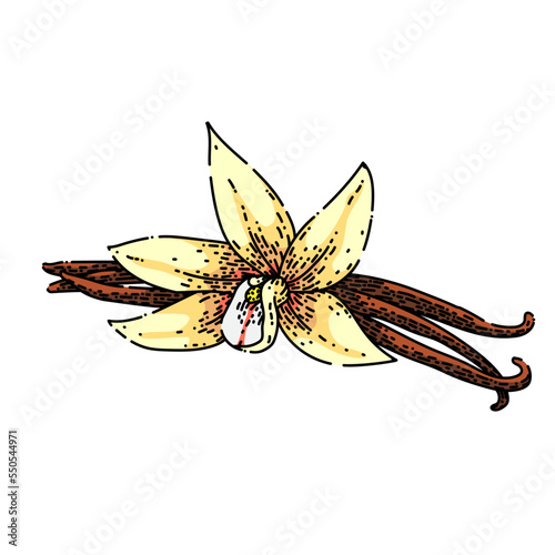 vanilla aromatic hand drawn vector. pod aroma, flower spice, ingredient food, orchid flavor, white, stick bean, organic vanilla aromatic sketch. isolated color illustration
