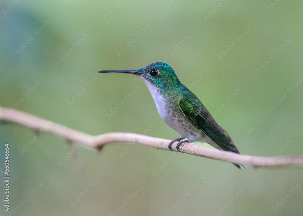 Obraz premium Andean Emerald, Uranomitra franciae