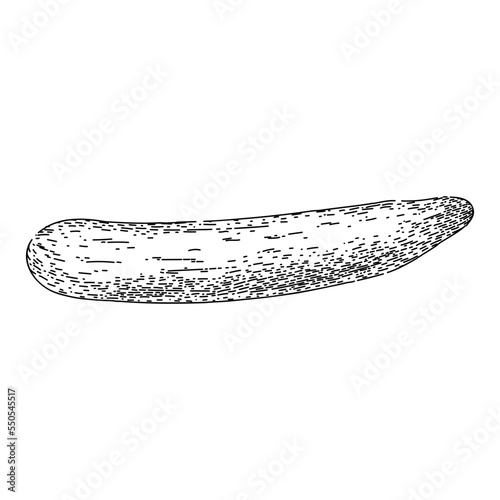 cucumber vegetable hand drawn vector. pickle plant, farm salad, nature leaf, graphic green, health, half flower, spa cucumber vegetable sketch. isolated color illustration