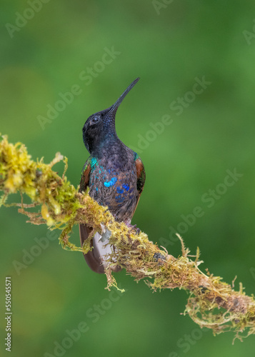 Velvet-purple Coronet, Boissonneaua jardini