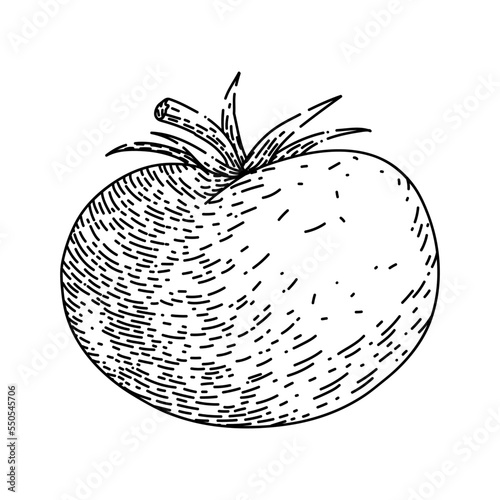 tomato vegetable hand drawn vector. food organic, red ripe fresh, plant garden, nature leaf, green healthy tomato vegetable sketch. isolated color illustration