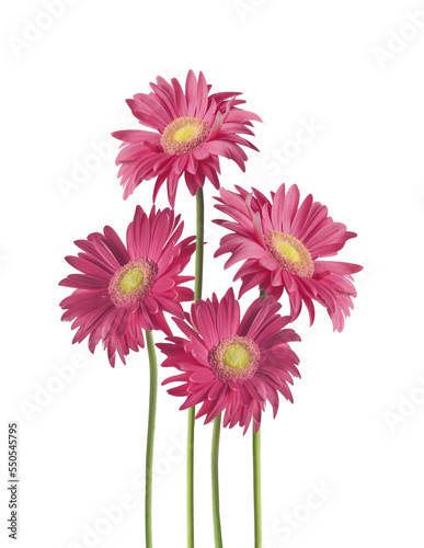 Isolated of pretty pink Gerbera daisy flowers bunch