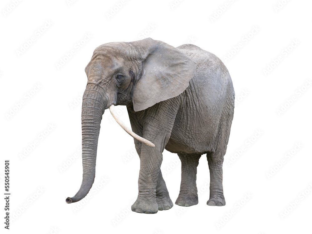 Fototapeta premium elephant with raised trunk isolated on white background